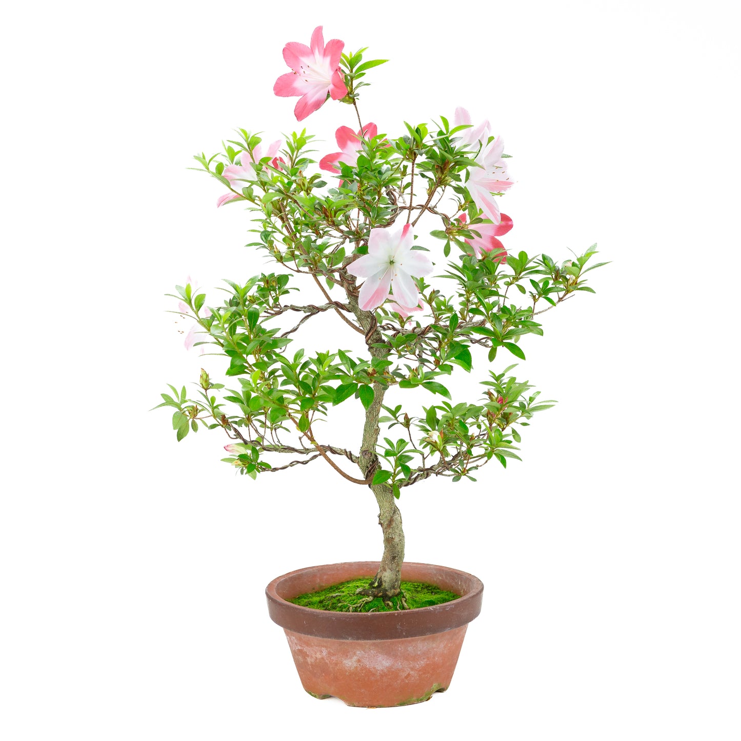 Rhododendron indicum 'Hatsukoi' (azalée satsuki), hauteur ~62cm