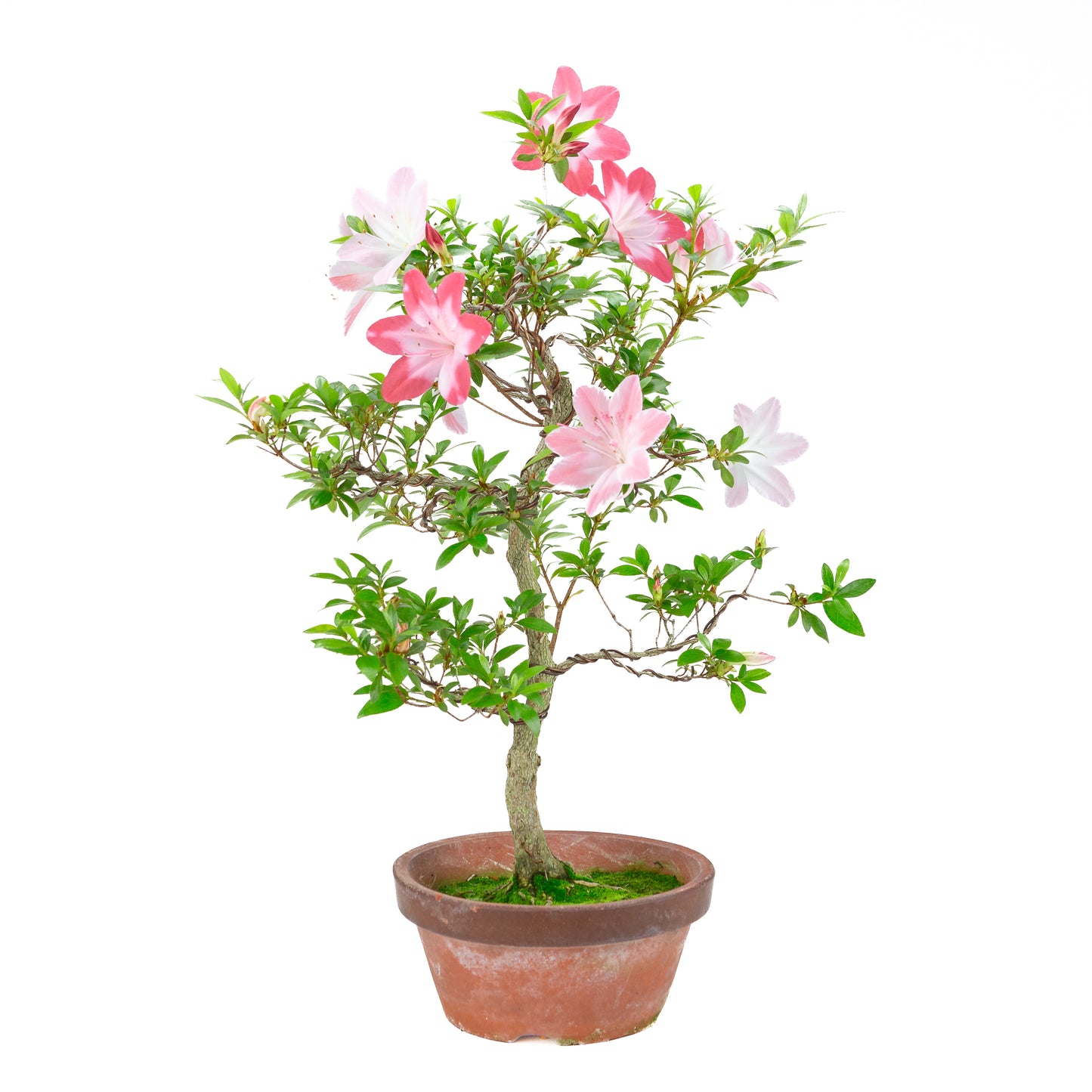 Rhododendron indicum 'Hatsukoi' (azalée satsuki), hauteur ~62cm