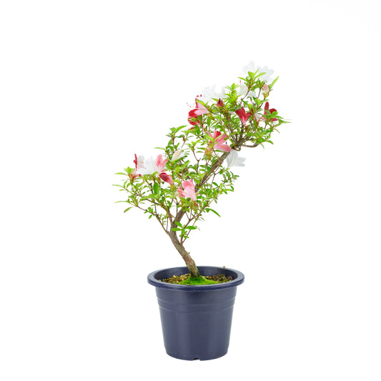 Rhododendron indicum 'Yubi no Kagayaki' (azalée satsuki), hauteur ~54cm