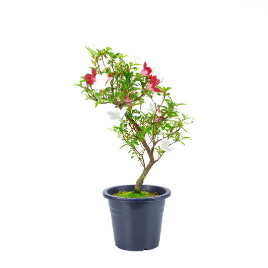Rhododendron indicum 'Yubi no Kagayaki' (azalée satsuki), hauteur ~54cm