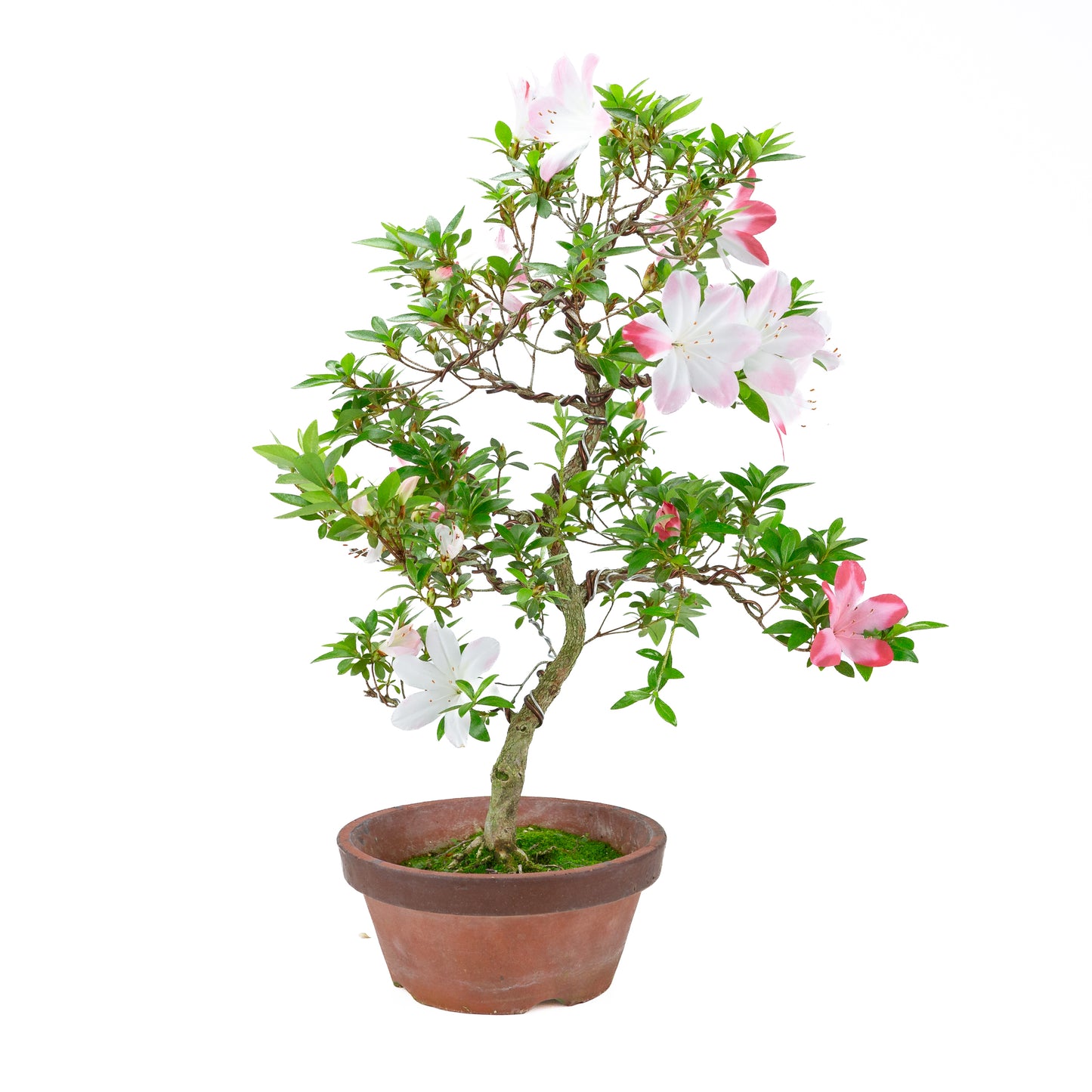 Rhododendron indicum 'Hatsukoi' (satsuki azalea), hoogte ~59cm