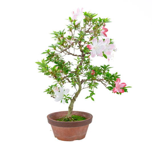 Rhododendron indicum 'Hatsukoi' (azalée satsuki), hauteur ~59cm