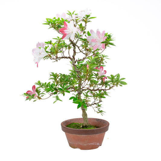 Rhododendron indicum 'Hatsukoi' (azalée satsuki), hauteur ~59cm