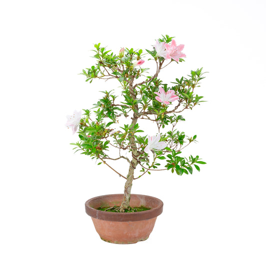 Rhododendron indicum 'Hatsukoi' (azalée satsuki), hauteur ~56cm