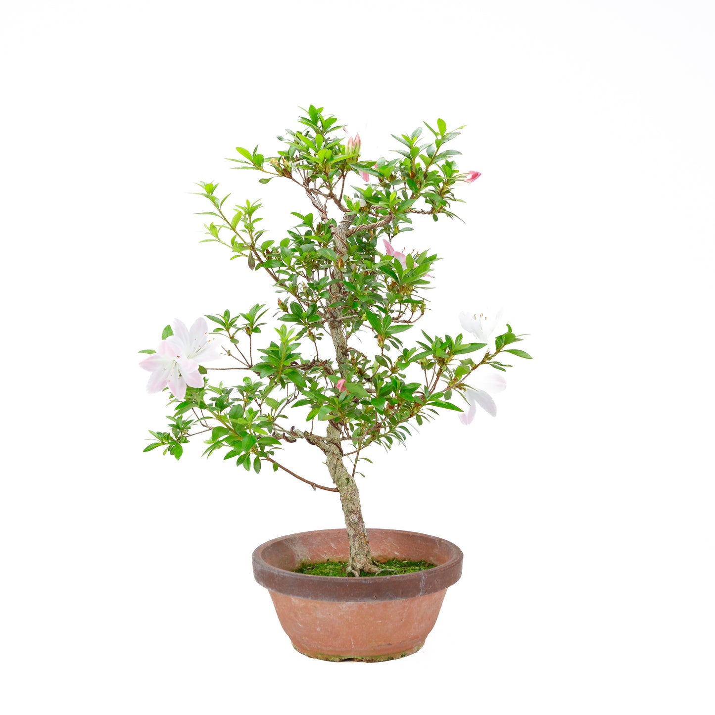 Rhododendron indicum 'Hatsukoi' (satsuki azalea), hoogte ~56cm