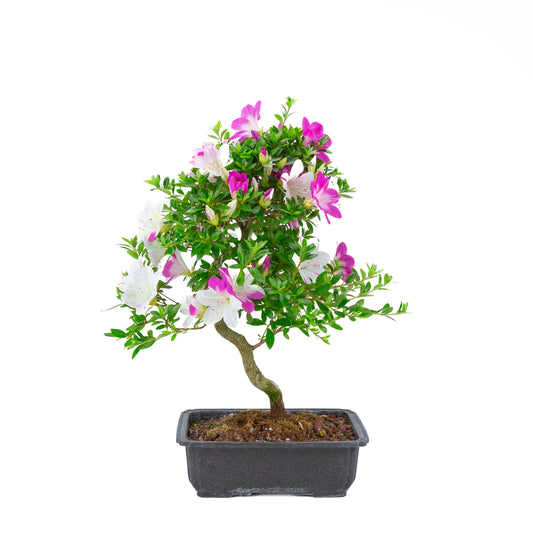 Rhododendron indicum 'Ruka' (azalée de Satsuki), hauteur ~54cm