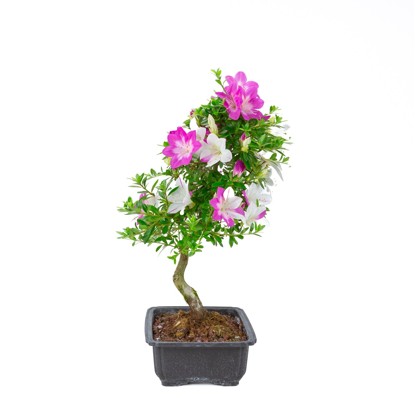 Rhododendron indicum 'Ruka' (satsuki azalea), hoogte ~54cm