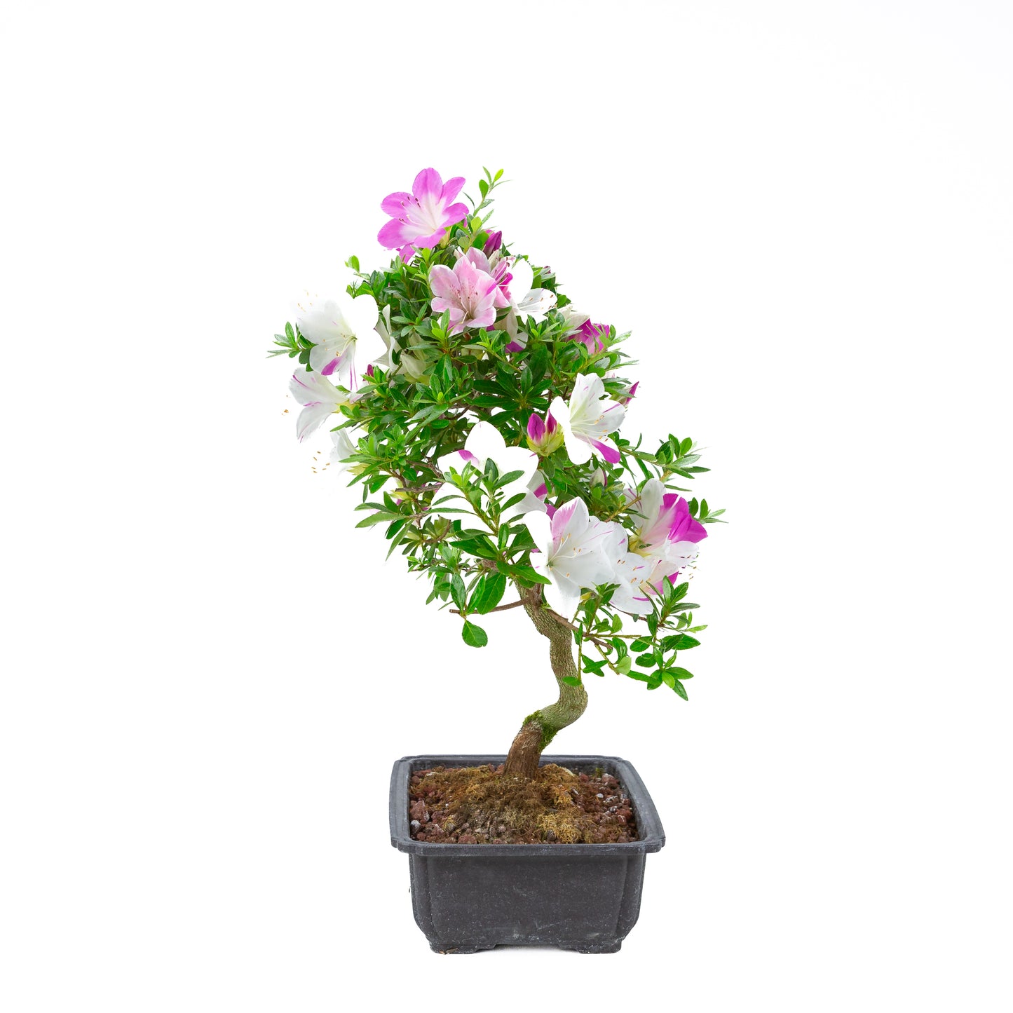 Rhododendron indicum 'Ruka' (satsuki azalea), hoogte ~54cm