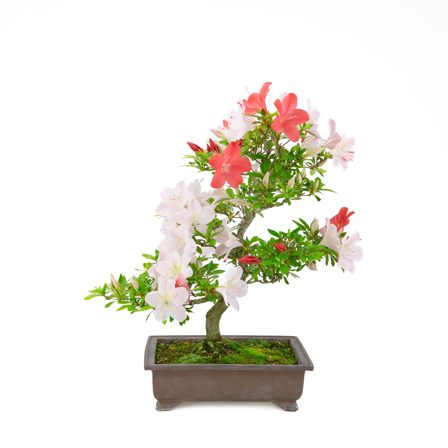 Rhododendron indicum 'Minaru' (azalée satsuki), hauteur ~54cm