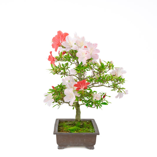 Rhododendron indicum 'Minaru' (azalée satsuki), hauteur ~54cm