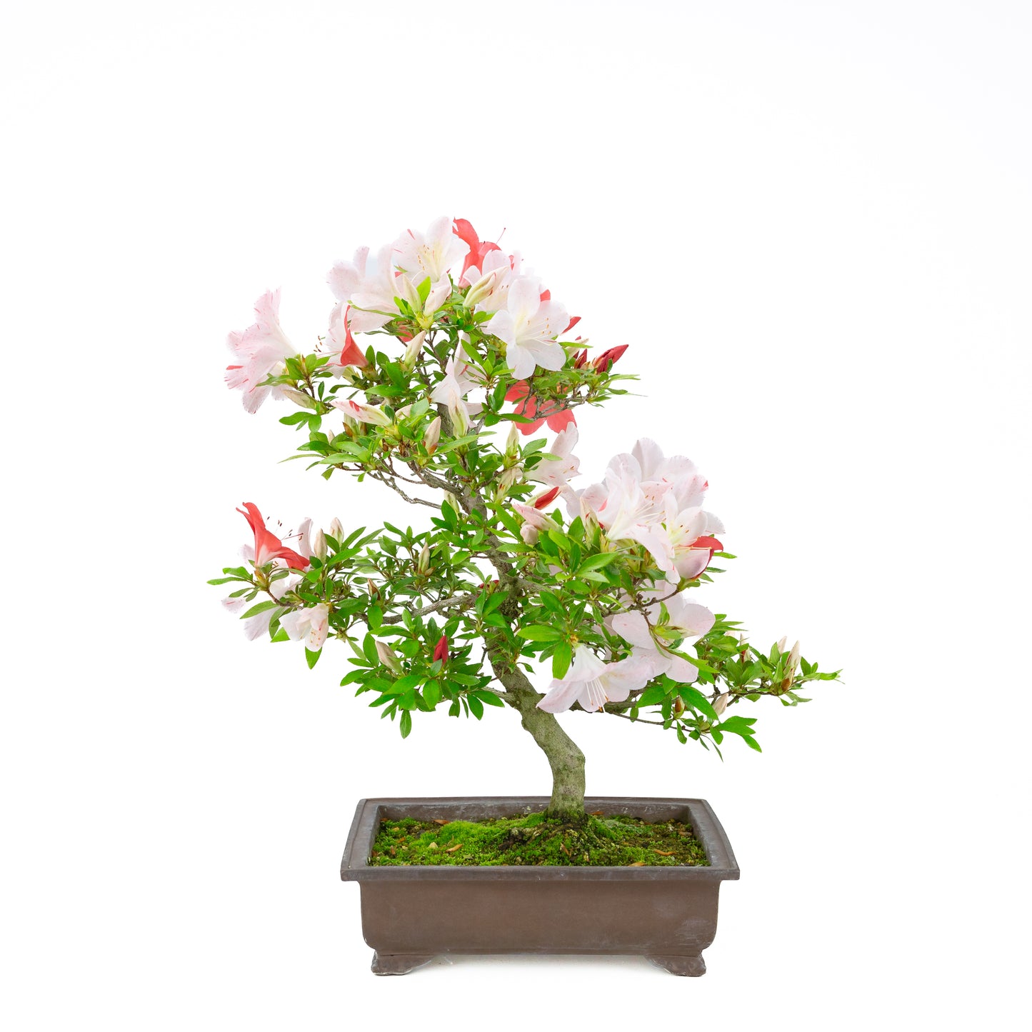 Rhododendron indicum 'Minaru' (azalée satsuki), hauteur ~54cm