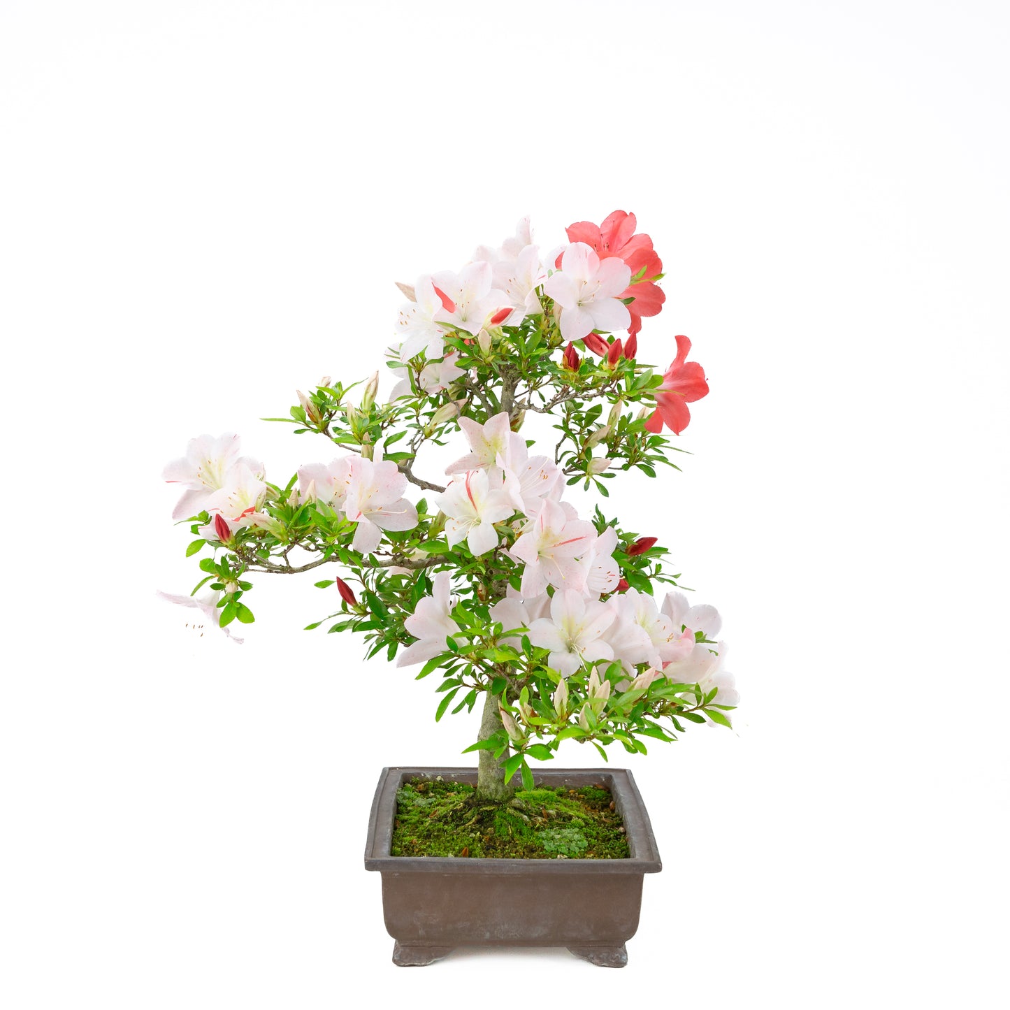 Rhododendron indicum 'Minaru' (azalée satsuki), hauteur ~54cm