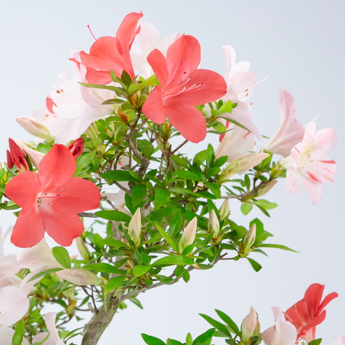 Rhododendron indicum 'Minaru' (azalée satsuki), hauteur ~54cm