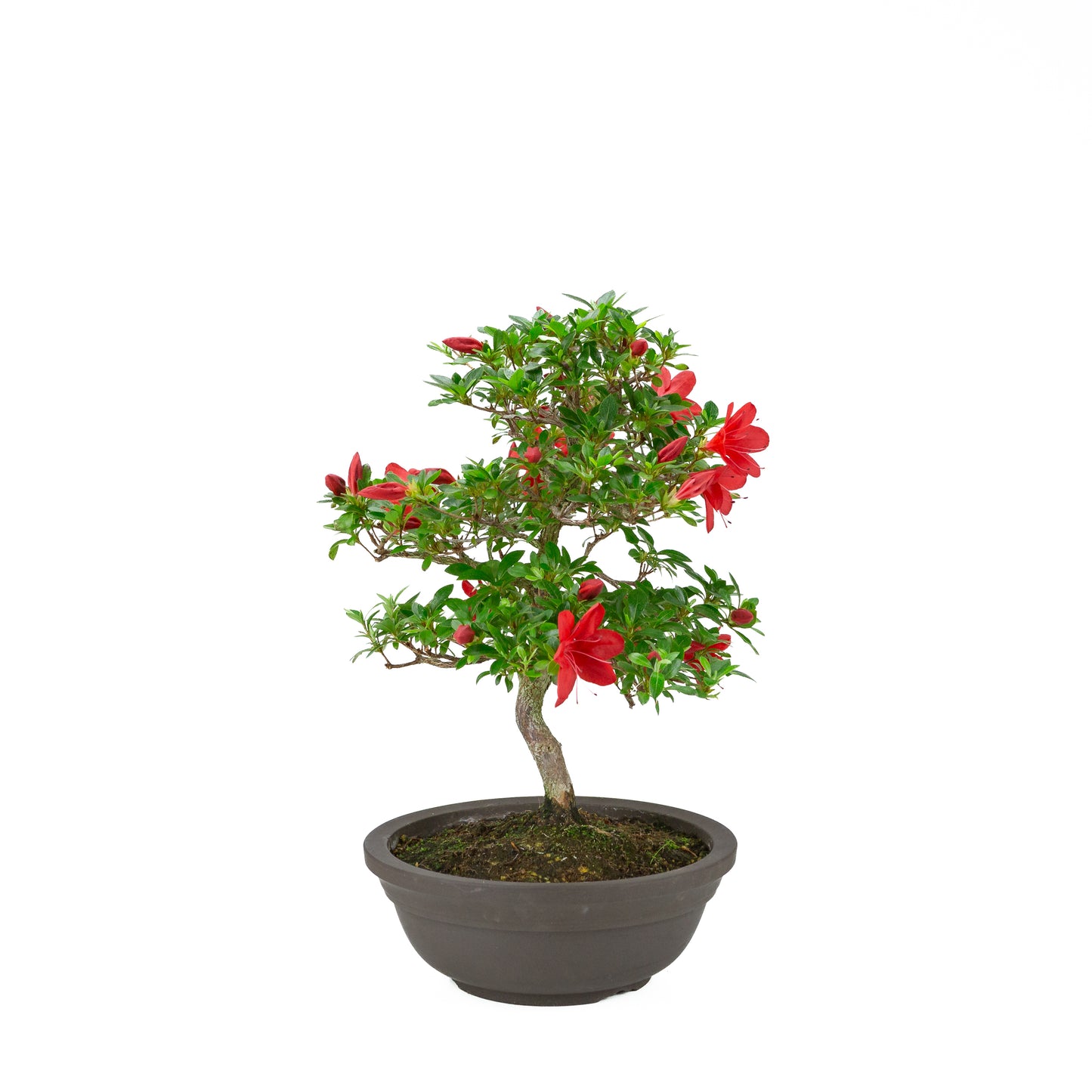 Rhododendron indicum 'Suzakuhime' (satsuki azalea), hoogte ~46cm
