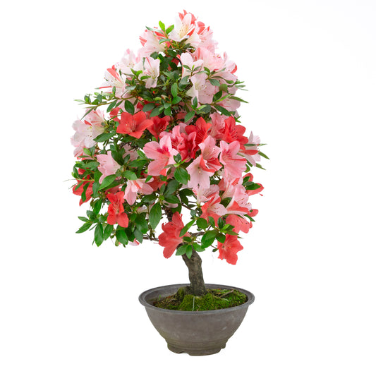 Rhododendron indicum 'Yumekoyo' (azalée satsuki), hauteur ~62cm