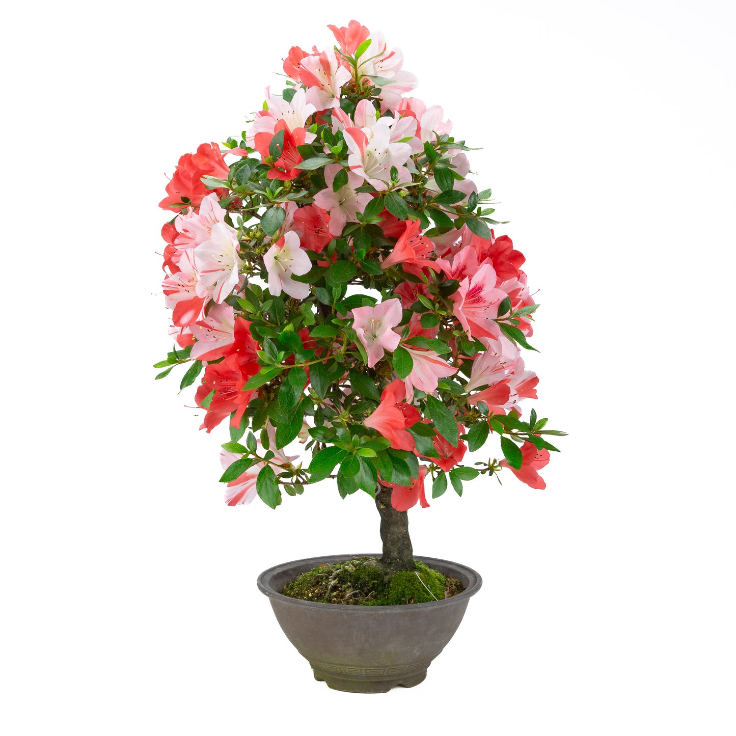 Rhododendron indicum 'Yumekoyo' (satsuki azalea), hoogte ~62cm
