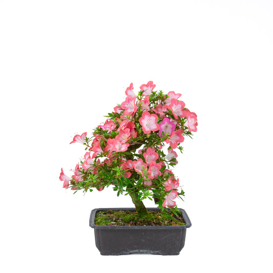 Rhododendron indicum 'Sakura' (azalée satsuki), hauteur ~44cm