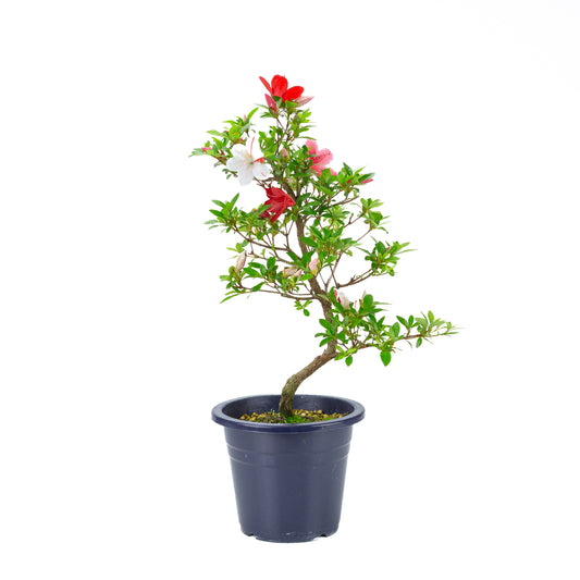 Rhododendron indicum 'Kangiten' (azalée satsuki), hauteur ~53cm