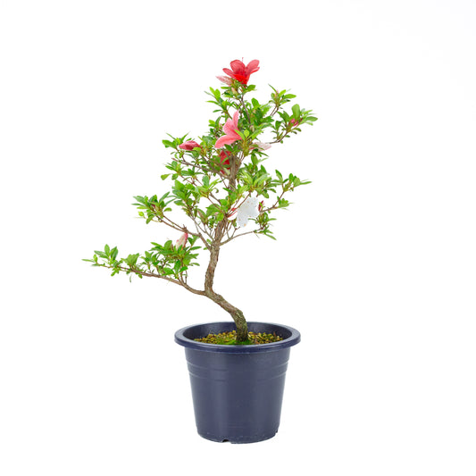 Rhododendron indicum 'Kangiten' (azalée satsuki), hauteur ~53cm