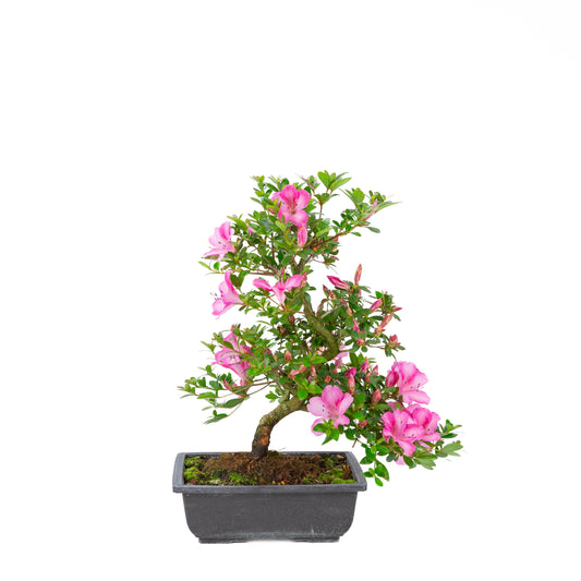 Rhododendron indicum 'Azuma Kagami' (azalée satsuki), hauteur ~45cm