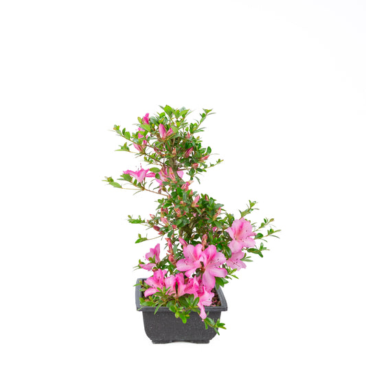 Rhododendron indicum 'Azuma Kagami' (azalée satsuki), hauteur ~45cm