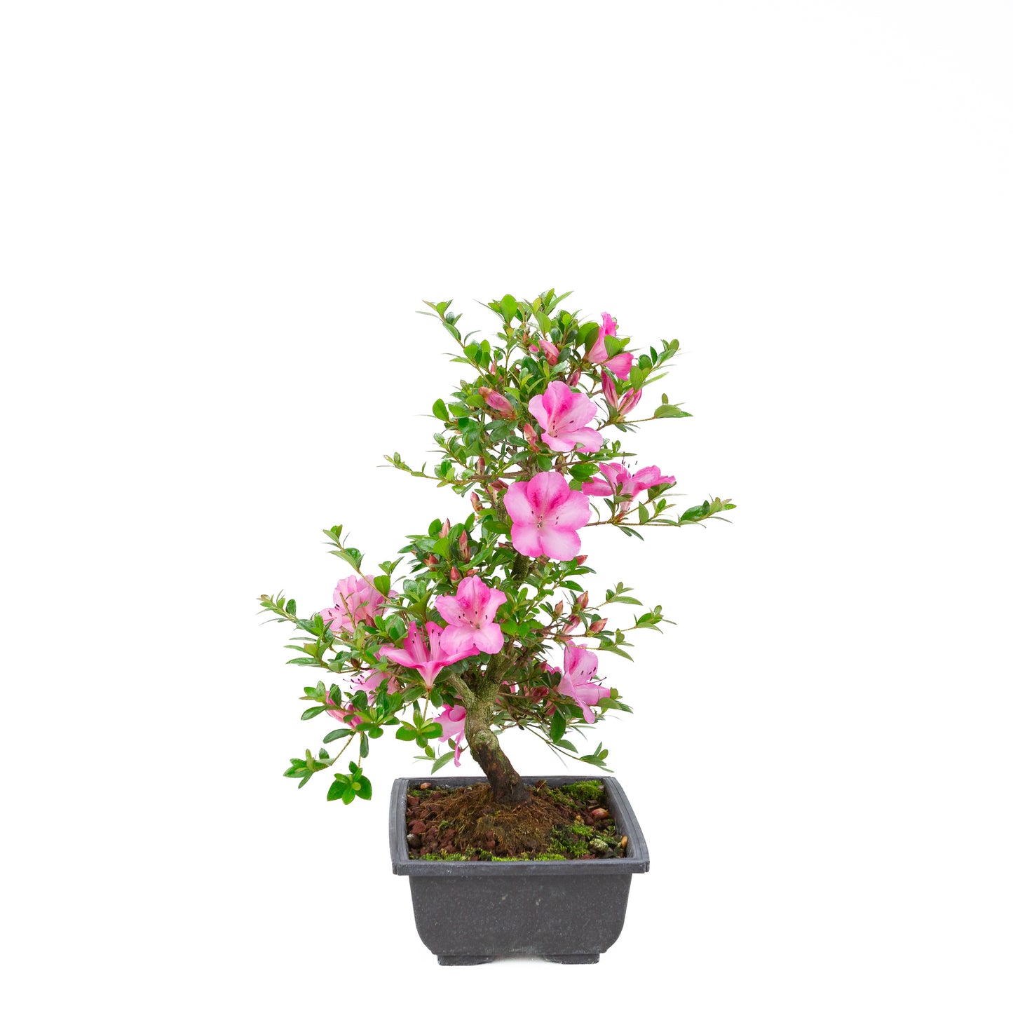 Rhododendron indicum 'Azuma Kagami' (satsuki azalea), hoogte ~45cm