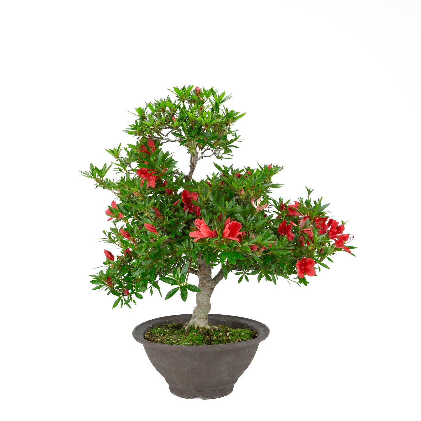 Rhododendron indicum 'Kinka' (satsuki azalea), hoogte ~53cm