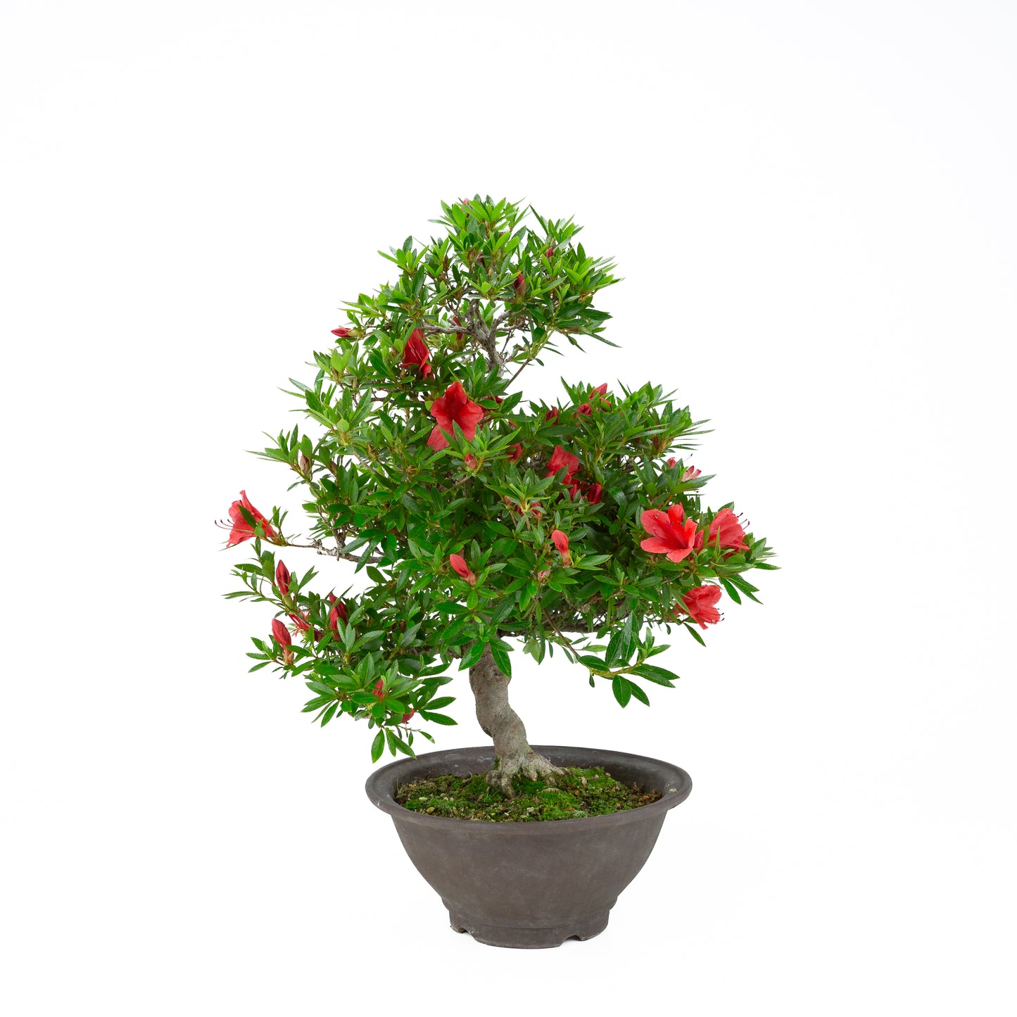 Rhododendron indicum 'Kinka' (satsuki azalea), hoogte ~53cm