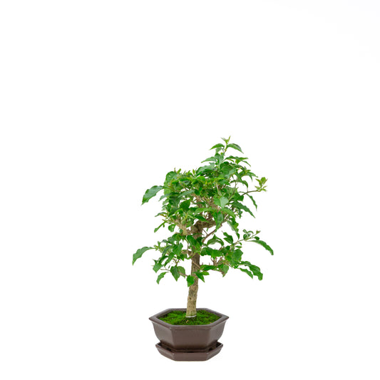 Bougainvillea glabra, hauteur ~36cm