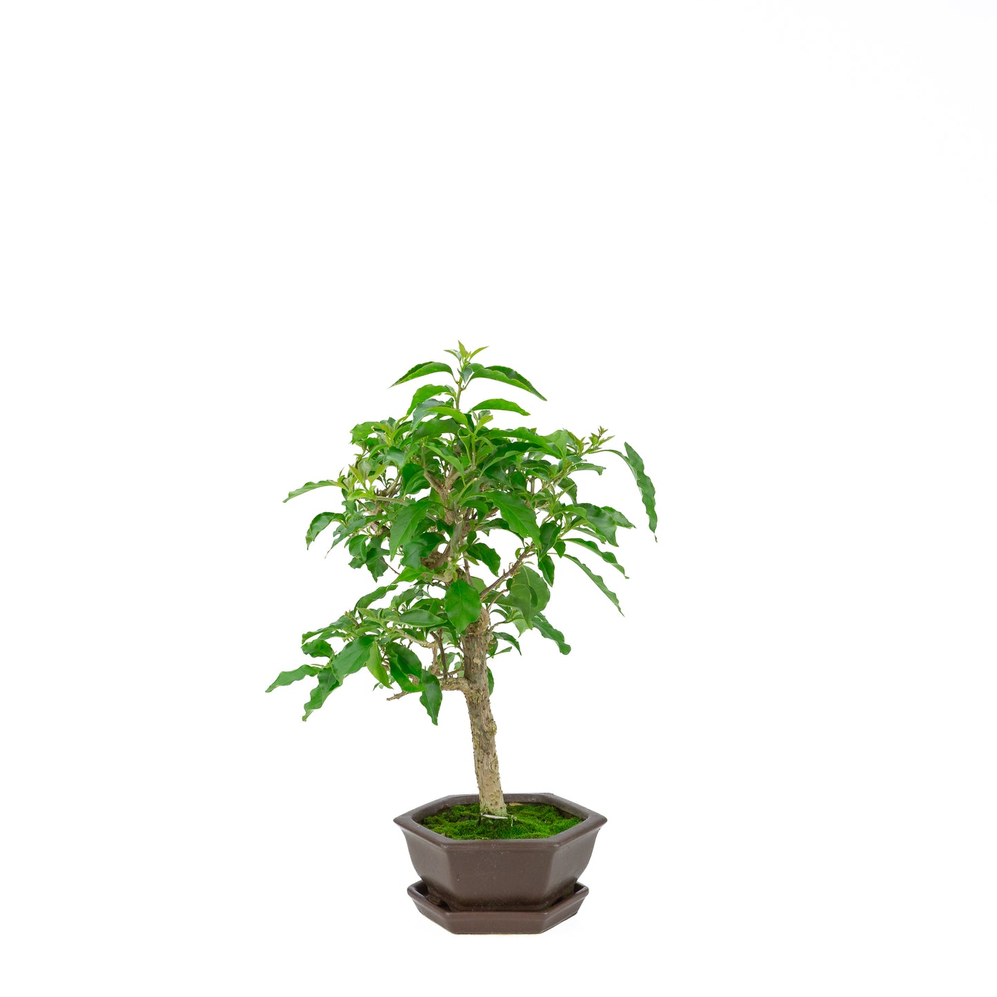 Bougainvillea glabra, hoogte ~36cm