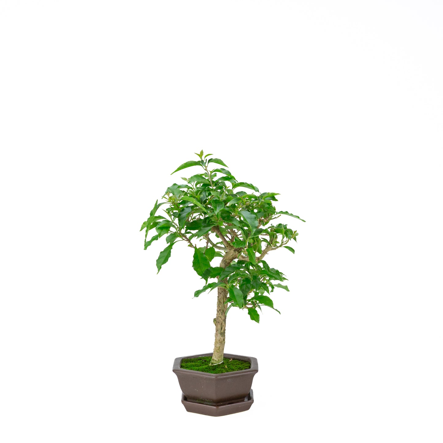 Bougainvillea glabra, hoogte ~36cm