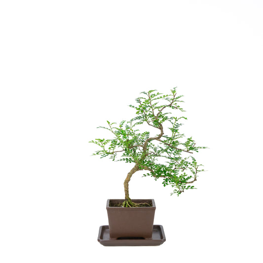 Zanthoxylum piperitum (poivrier du Sichuan), hauteur ~39cm