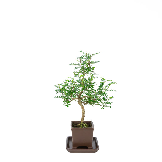 Zanthoxylum piperitum (poivrier du Sichuan), hauteur ~39cm