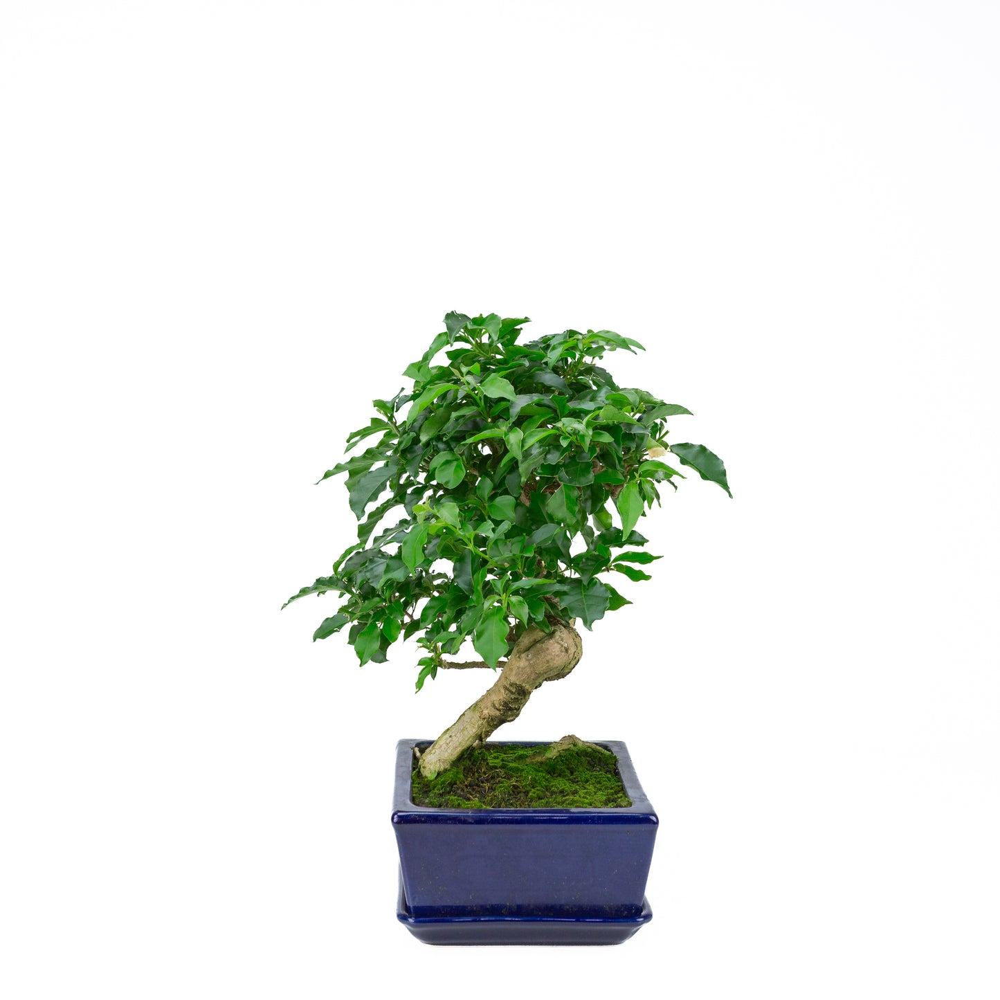 Bougainvillea glabra, hoogte ~41cm