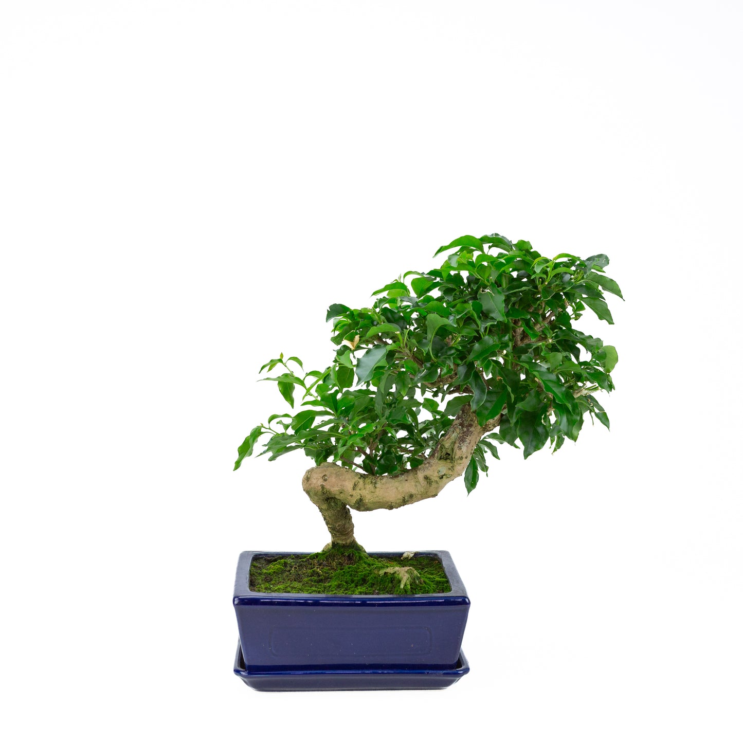Bougainvillea glabra, hoogte ~41cm