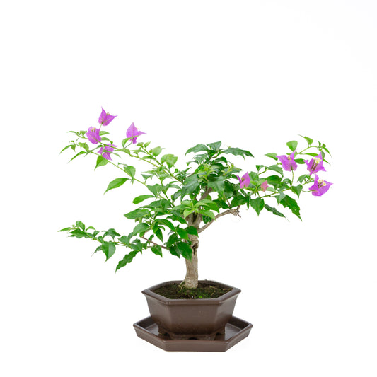 Bougainvillier glabre, hauteur ~35cm