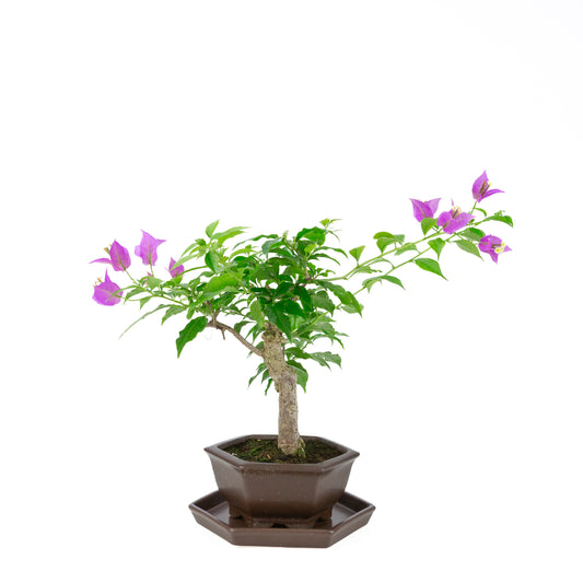 Bougainvillier glabre, hauteur ~35cm
