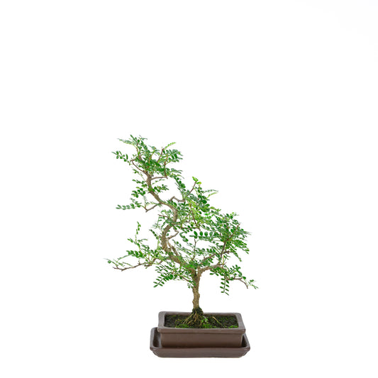 Zanthoxylum piperitum (poivrier du Sichuan), hauteur ~38cm