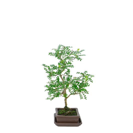 Zanthoxylum piperitum (poivrier du Sichuan), hauteur ~38cm
