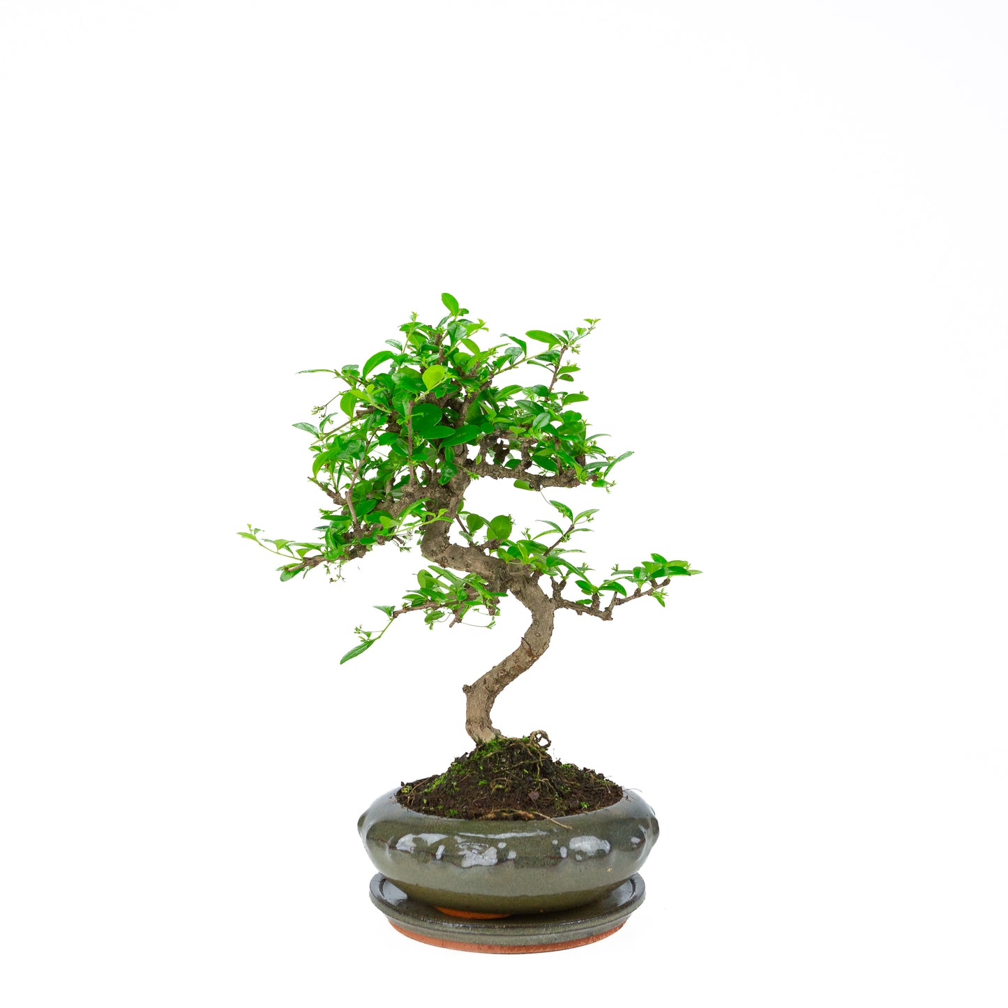 Carmona Bonsai (Fukien Thee) in groene ronde pot 21cm, hoogte ~40cm
