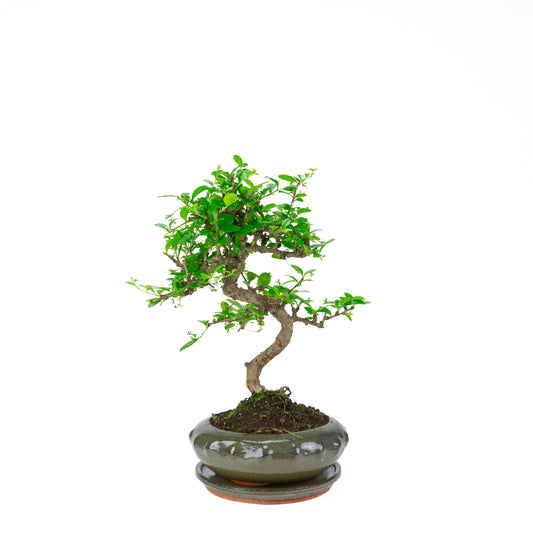 Carmona Bonsaï (Thé de Fukien) en pot rond vert 21cm, hauteur ~40cm