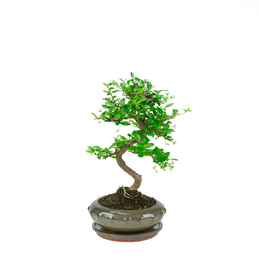 Carmona Bonsaï (Thé de Fukien) en pot rond vert 21cm, hauteur ~40cm