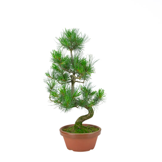 Pinus parviflora (pin blanc) pot terre cuite 19 cm, hauteur ~53 cm