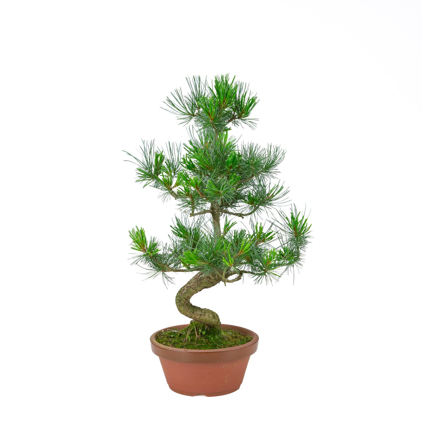Pinus parviflora (pin blanc) pot terre cuite 19 cm, hauteur ~53 cm