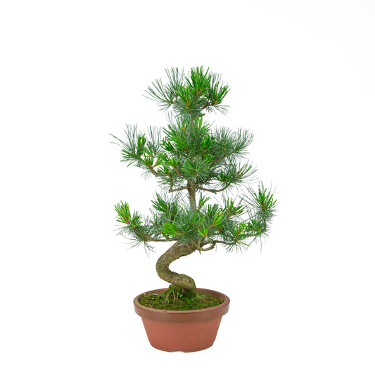Pinus parviflora (pin blanc) pot terre cuite 19 cm, hauteur ~53 cm