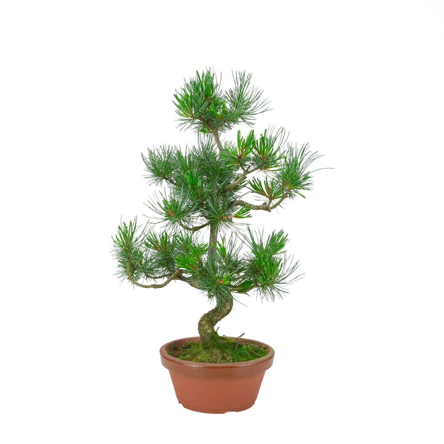 Pinus parviflora (pin blanc) pot terre cuite 19 cm, hauteur ~53 cm