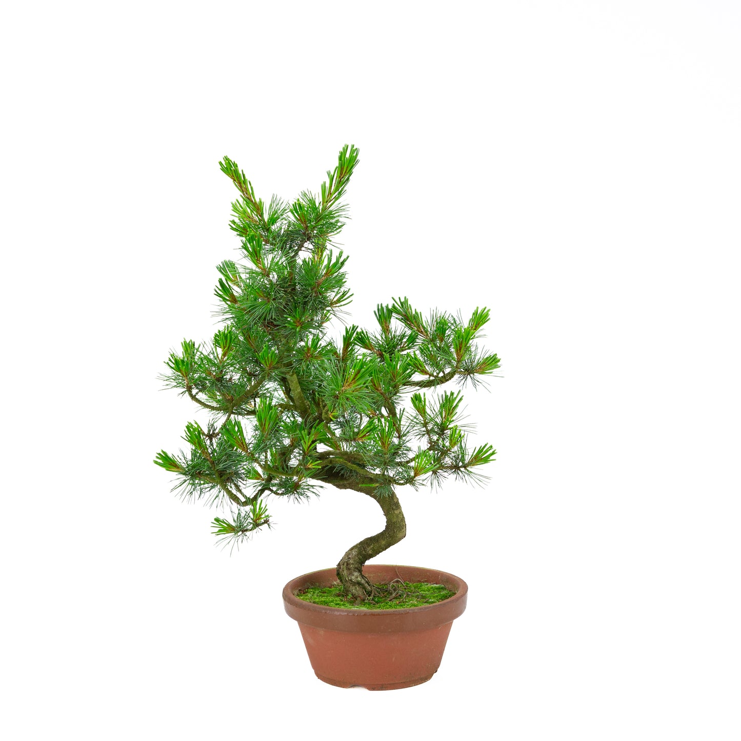 Pinus parviflora (pin blanc) pot en terre cuite 19 cm, hauteur ~48 cm