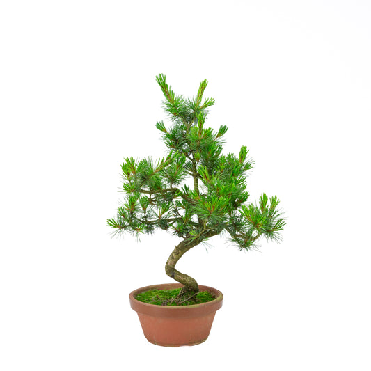 Pinus parviflora (pin blanc) pot en terre cuite 19 cm, hauteur ~48 cm
