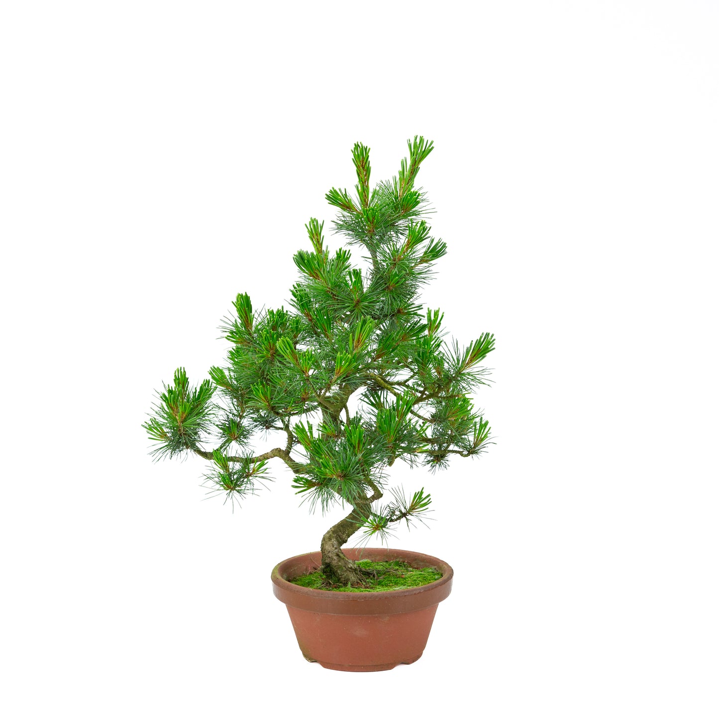 Pinus parviflora (pin blanc) pot en terre cuite 19 cm, hauteur ~48 cm