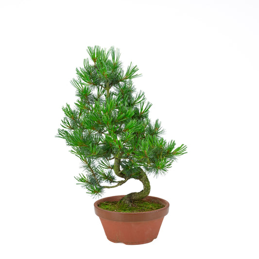 Pinus parviflora (pin blanc) pot terre cuite 22 cm, hauteur ~55 cm